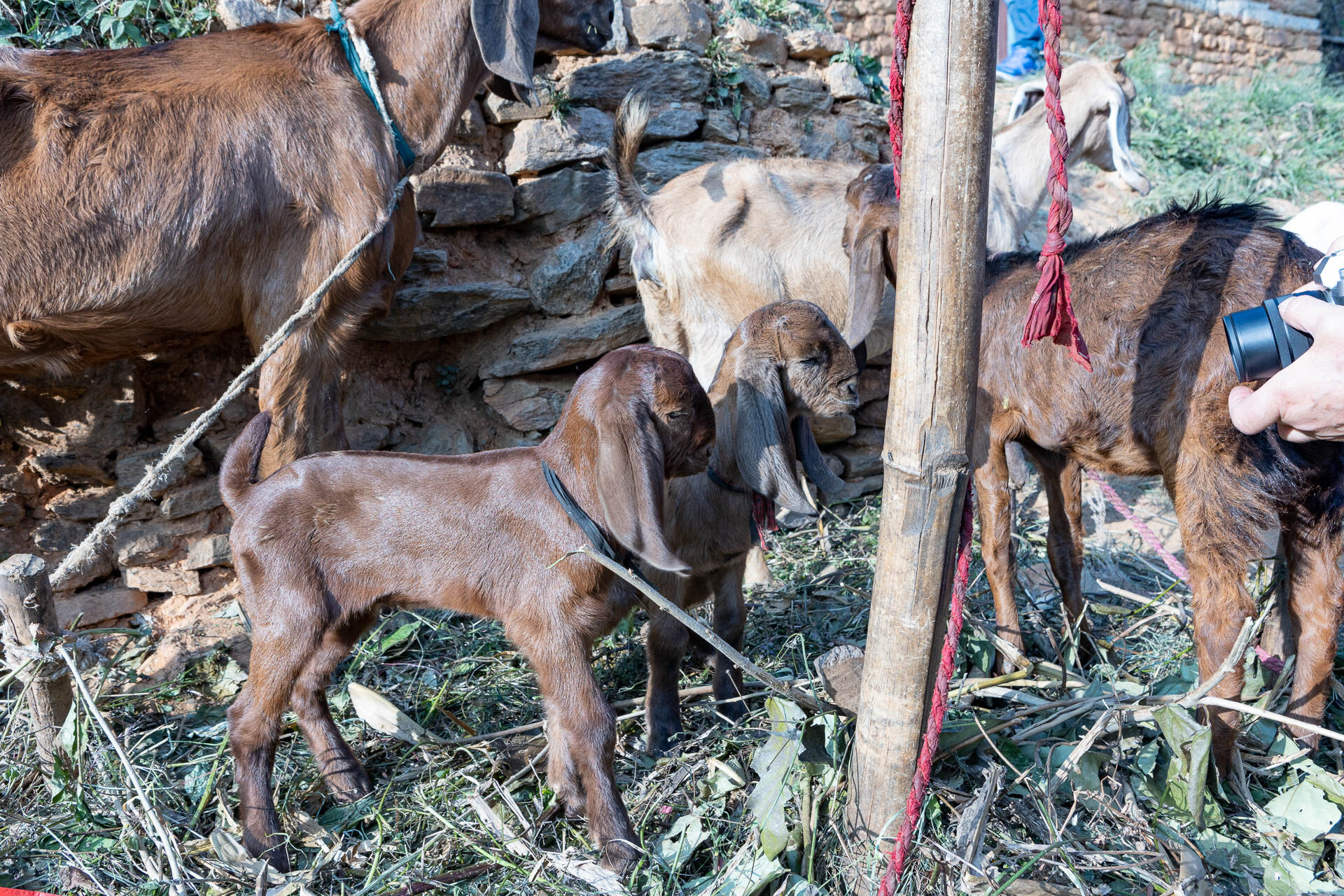 240400_FLSP_Cattle_0003.jpg