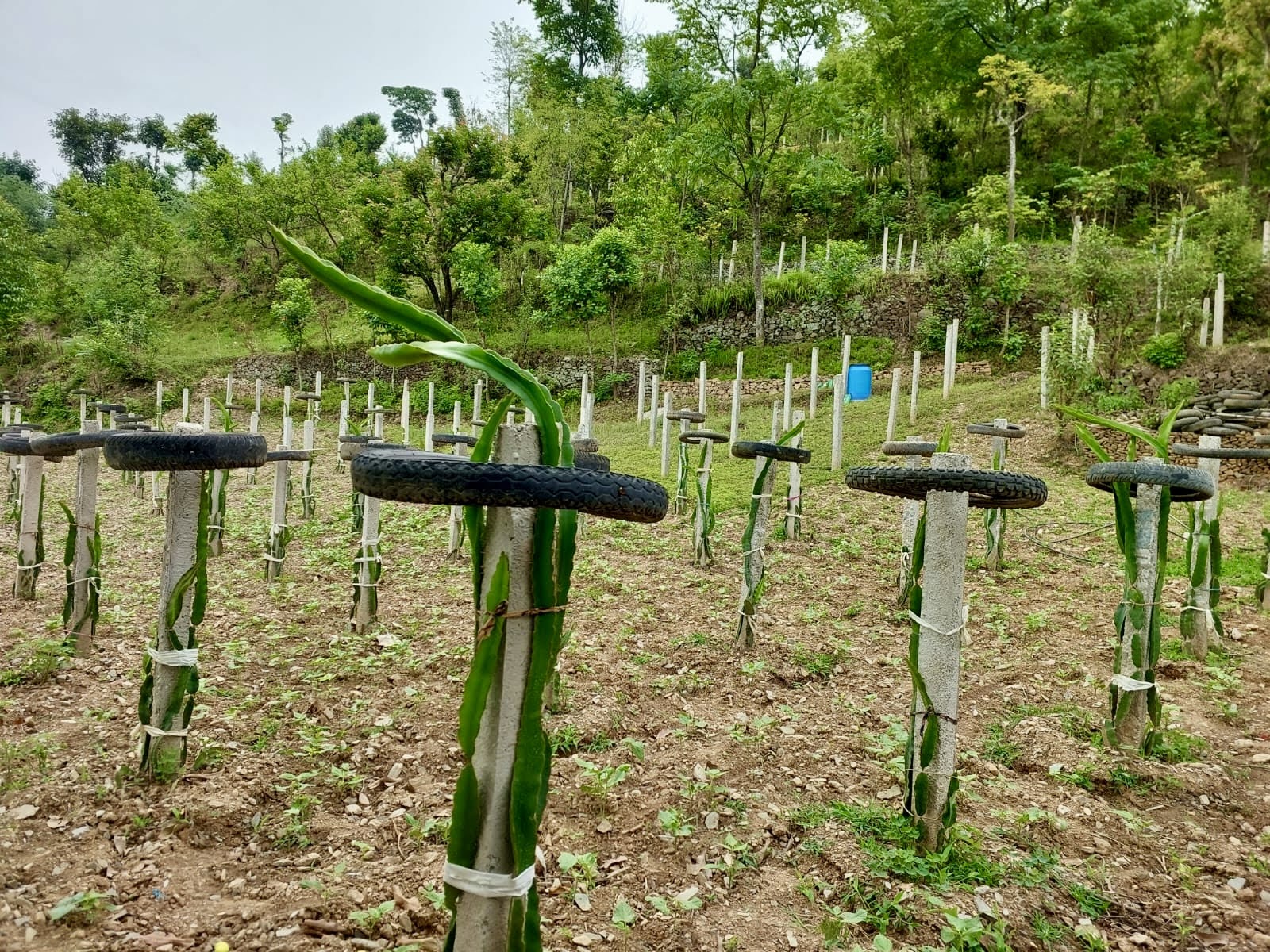 240400_FLSP_Agric_0004.jpg