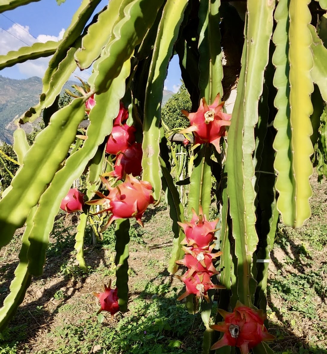 240400_FLSP_Agric_0006.jpg
