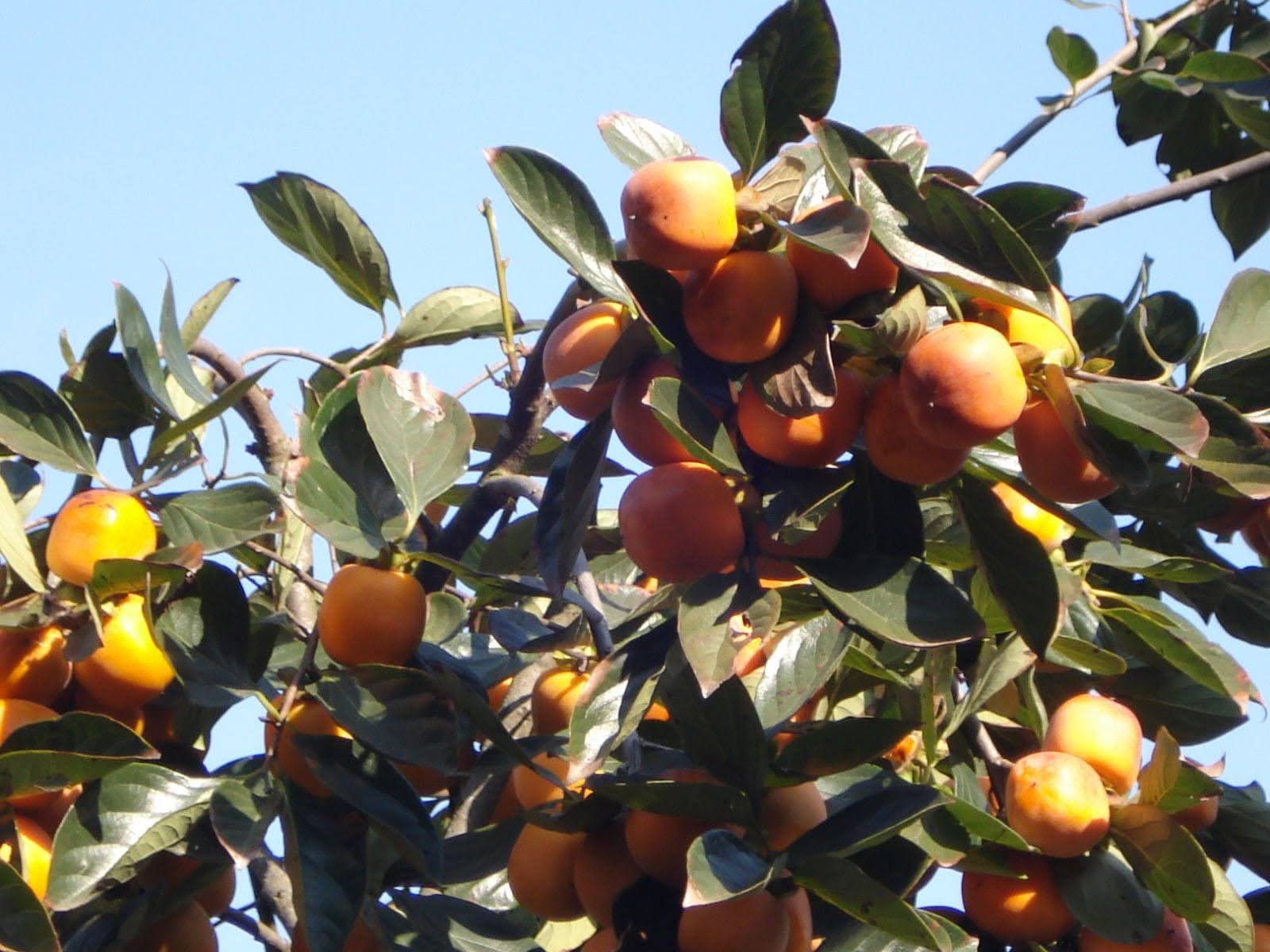 240400_FLSP_Agric_0007.jpg
